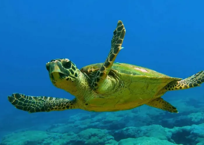 Il Melograno Antico Con Terrazza E Giardino Αγκριτζέντο