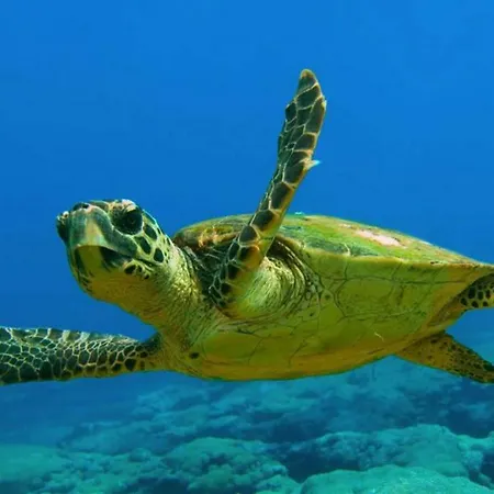 Il Melograno Antico Con Terrazza E Giardino Agrigento
